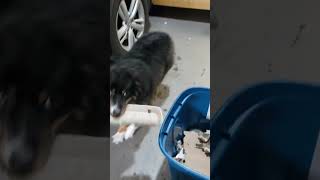 Tucker Recycles miniaustralianshepherd miniaussies cutedog dogtraining dogtricks [upl. by Isabella]