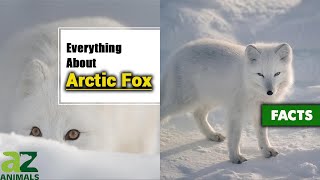 The Incredible Arctic Fox Vulpes Lagopus Complete Guide With Facts [upl. by Linnette]