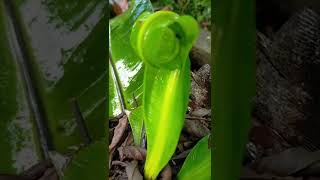 BIRDS NEST FERN SPROUT [upl. by Elahcim]