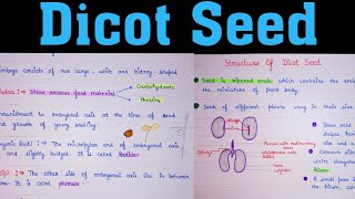 Dicot seed  class 11 dicot seed structure  seed structure  structure of dicot seed [upl. by Essinger464]