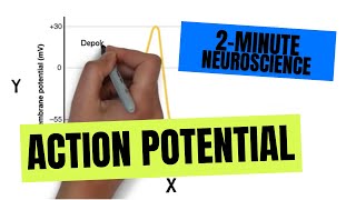 2Minute Neuroscience Action Potential [upl. by Wendy]