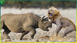 12 Brutal Rhino Attacks You Wouldn’t Believe Happened [upl. by Voleta]