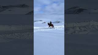 Winter Tolting In Iceland  NEVER  🐴 iceland horses [upl. by Warfeld]