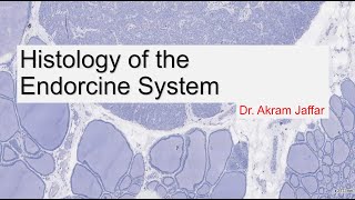 Histology of the endocrine system [upl. by Arrik]