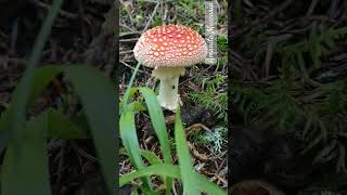 Amanita muscaria mantari [upl. by Cinderella]