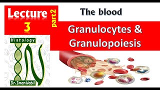 3b Histology of White blood cells part2Granulocytes and granulopoiesisBlood and lymphoid system [upl. by Nywrad]