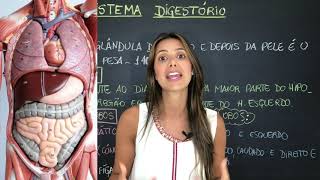 Anatomia Humana  Sistema Digestório  Fígado Vesícula Biliar e Pâncreas Parte 13 [upl. by Diba540]