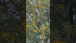 Flores Channel  Arizona  Sweet Acacia Tree with full blooms flowers acacia springvibes [upl. by Pavier222]