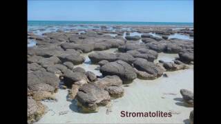 Hamelin Pool Stromatolites with Dr Erica Suosaari [upl. by Sibeal249]