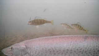 MUSKIE Ice Fishing Perch on Mille Lacs Lake [upl. by Dante]