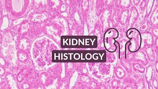 Kidney Histology Video Made Easy  Kidney Under the Microscope [upl. by Adnohsak]