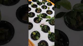 Tanaman aquascape anubias pinto anubias aquarium landscape aquascape shortvideo [upl. by Germano73]