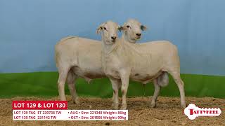 LOT 129 and 130 2024 Tattykeel Australia White Sale Flock Rams [upl. by Fleeta]