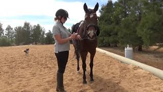 Retraining the Standardbred  Shoulder In In hand and Ridden [upl. by Kohl]