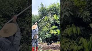 Excellent Pruning Tool satisfying RomFarm [upl. by Kazim]