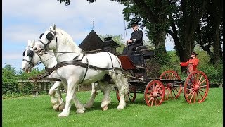 Horsedrawn carriages [upl. by Irim]