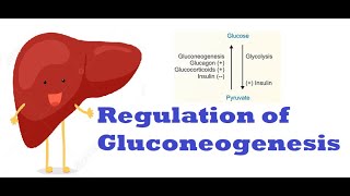 Regulation of Gluconeogenesis Carbohydrates Metabolism [upl. by Hepsoj859]