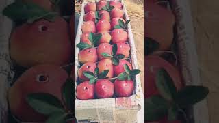 Beautiful kashmir Apple 5Layer amp 5Layer peti fruit farming [upl. by Hilde]