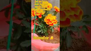 NEW DIY POURTLACA FLOWER STYLE ❤️ shortvideogardening gardenloveShort youtubeshortsyoutube [upl. by Halbert]