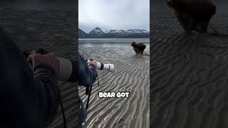 Bear charges photographer cameraman  People shout on bear [upl. by Moshell]