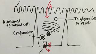 61 Absorption in the Ileum [upl. by Bendite233]