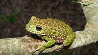 Hyla gratiosa  Barking Treefrog [upl. by Felizio]