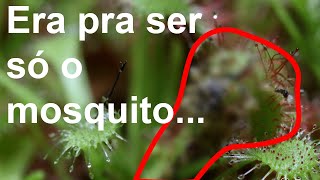 Planta Carnivora com um mosquito da dengue e um plot twist [upl. by Alvar]