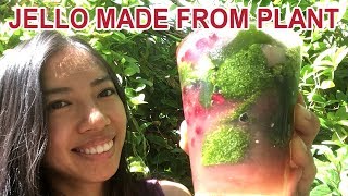 Grow Your Own Jello At Home Suong Sam [upl. by Navarro]