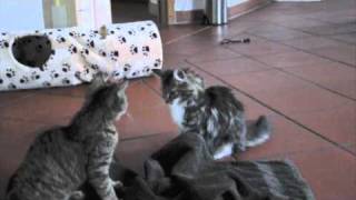 Lustige Katzen  Maine Coon vs Hauskatze [upl. by Rumney997]