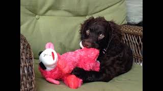 American Water Spaniel Club Video [upl. by Crompton]