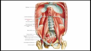 Diaphragm Anatomy amp Clinical Significance [upl. by Lauter]