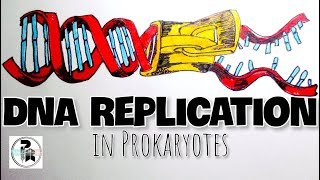 DNA Replication in bacteria paperpenbiology [upl. by Eimac]