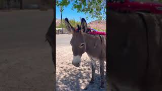 Wild Donkeys in Nevada 2021 [upl. by Mandeville347]