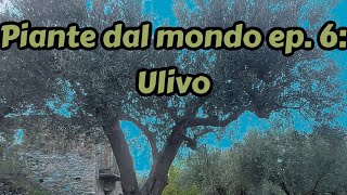 Piante dal modo ep6 l ulivo  Olea europea [upl. by Assenad]