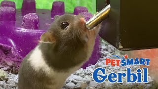 Gerbil at PetSmart [upl. by Atiugram819]