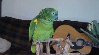 Blue fronted amazon parrot  Wheeler talking [upl. by Gunilla]