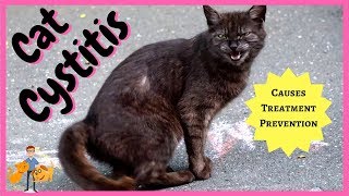 Kittens suddenly limping Heres how to help kittens with limping calici [upl. by Il]