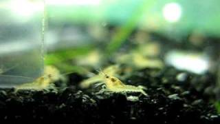 Baby Orange Mexican Dwarf Crayfish CPO [upl. by Eddina647]