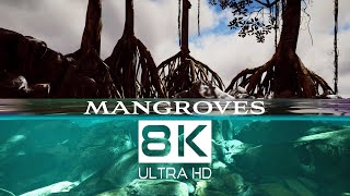 MANGROVE HABITATS 8K Nature Documentary  Cine Animals [upl. by Iv]