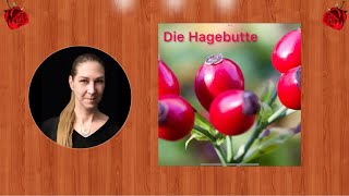 Hagebutte Naturkunde Hexengarten [upl. by Aneeras]