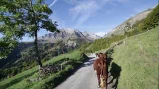 Descente des alpages  Alpage de Petetruy  Massif des Aravis [upl. by Bethel79]