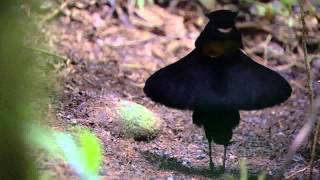 BBC Planet Earth  Birds of Paradise mating dance [upl. by Talmud172]