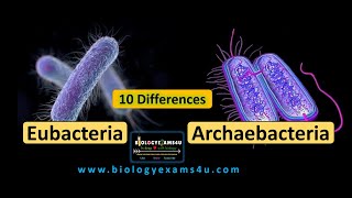 10 Differences between Eubacteria and Archaebacteria  Eubacteria vs Archaebacteria [upl. by Releyks]