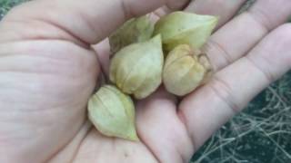 Physalis Fruit The Golden Berry with health Benefits  Plant Collection [upl. by Thetisa]