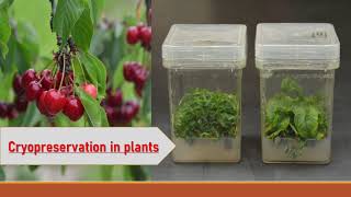 Process of cryopreservation in plants Part II [upl. by Brandice]