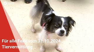 Tiervermittlung Für alle Felle vom 31102024 [upl. by Suidaht840]