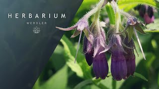 Symphytum officinale  Common comfrey  Purple [upl. by Eide]