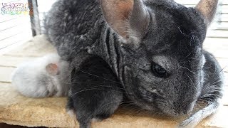 OUR CHINCHILLA GAVE BIRTH TO 3 ADORABLE BABIES [upl. by Malissia]