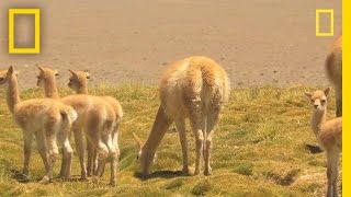 Researchers Race to Witness Vicuña Birth  National Geographic [upl. by Tereve]