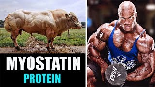 MYOSTATIN Supplements for Insane Muscle Growth Used by Professional Bodybuilders [upl. by Albertine]